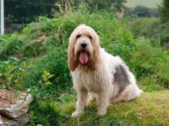 Собака породы Большой вандейский бассет-гриффон