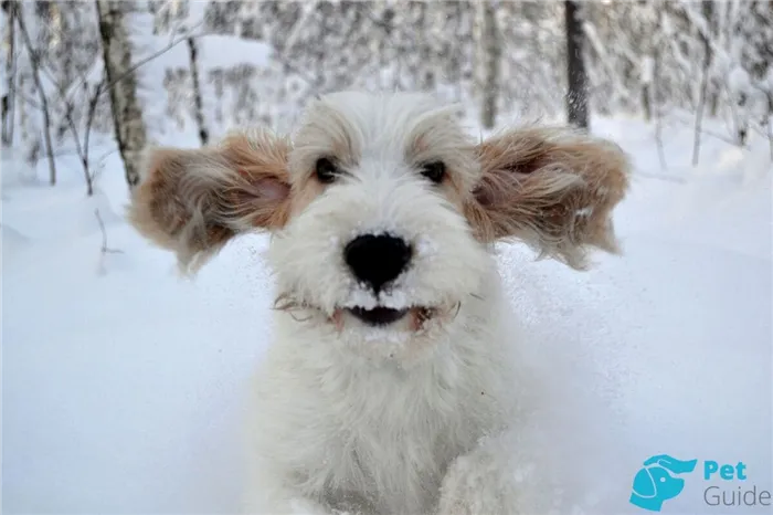Характер большого вандейского бассет-гриффона