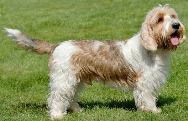 Вандейский-бассет-гриффон-собака-Описание-особенности-характер-уход-и-цена-породы-2