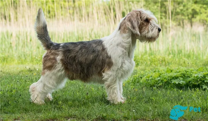 Внешность большого вандейского бассет-гриффона