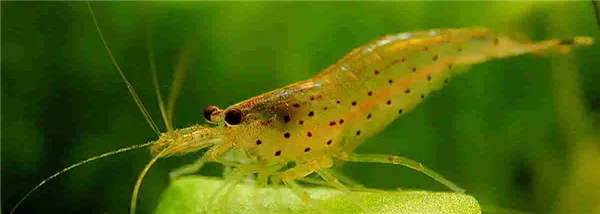 виды аквариумных креветок