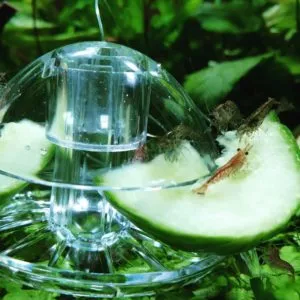 Рацион креветок