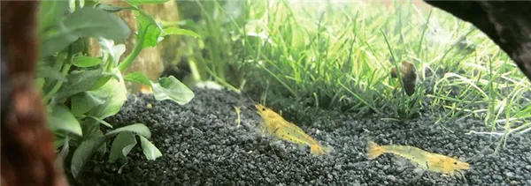 креветки дома