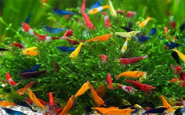 Аквариумные креветки