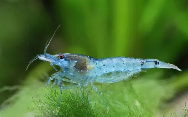 Креветка Арлекин пресноводная