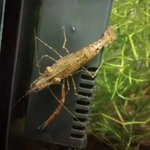 советы по содержанию креветок