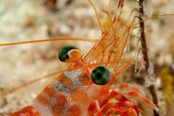 Глаза креветки