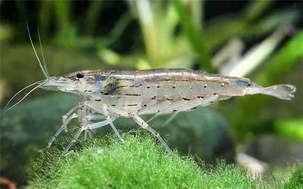 Голубая жемчужина креветка в аквариуме