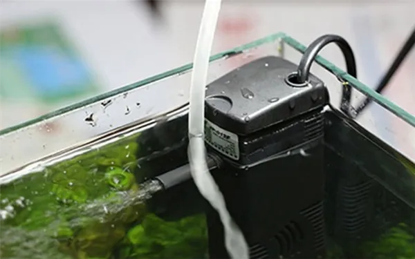 Аквариумная пчелка