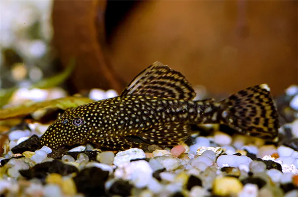 Гуппи разные M