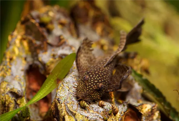 Птеригоплиxт парчовый L083 (L165) M