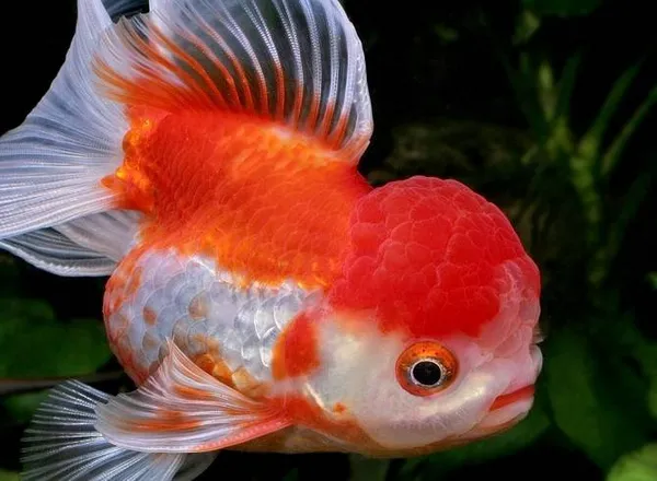 Золотая рыбка Вакин