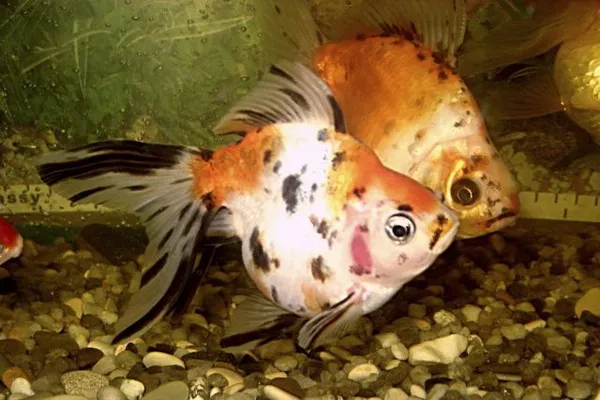 «Риукин» имеет характерный горб, острый нос и ситцевую окраску