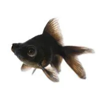 Золотая рыбка телескоп