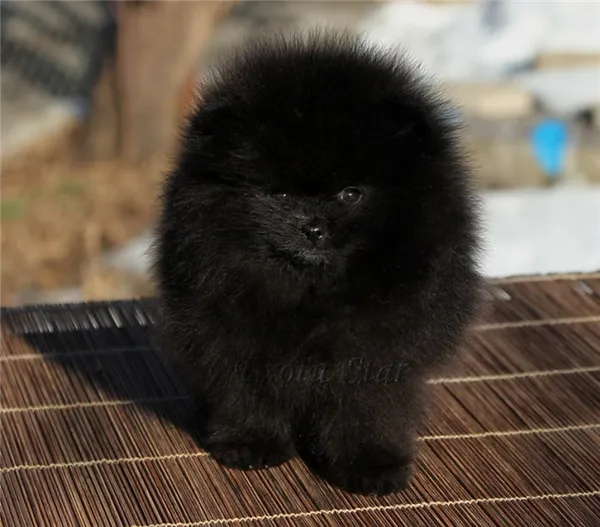 черный померанский шпиц медвежьего типа 