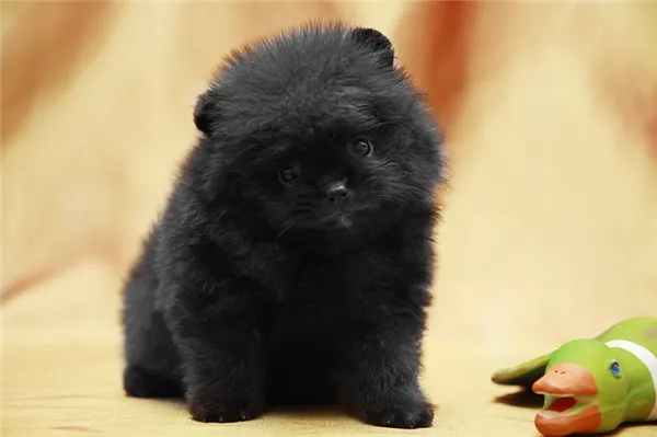 померанский шпиц с чёрной шерстью медвежьего типа