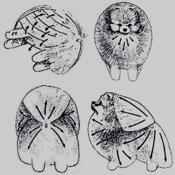 Схема направления движений во время расчесывания