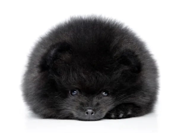 Шерсть, нос, губы, веки черного шпица по стандарту абсолютно черные