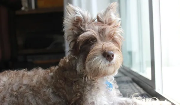 Обучение и дрессировка