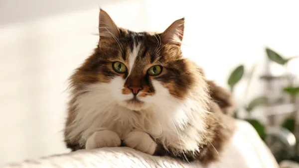 Белая сибирская кошка: внешний вид, характер и правила ухода. Сибирская кошка белая. 4