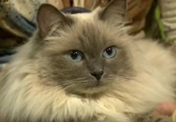 Бухарская кошка