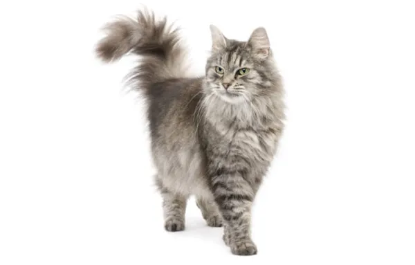 Сибирская кошка