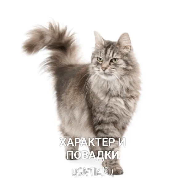 Характер и повадки сибирских кошек