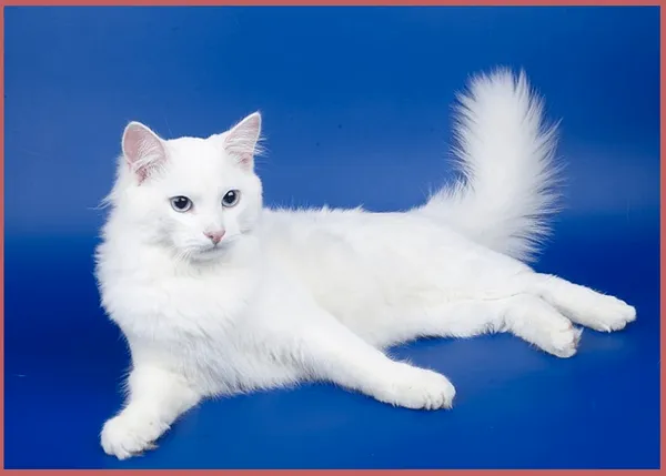 Сибирская кошка