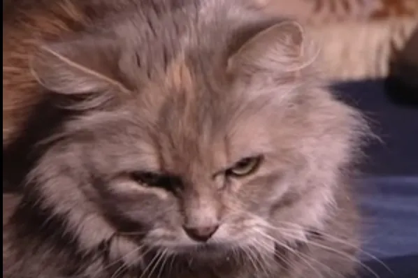 Сибиряк характер