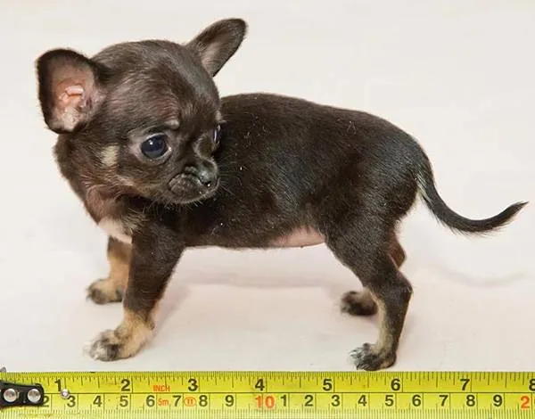 Измеряем рост собаки правильно. Как измерить рост собаки. 2