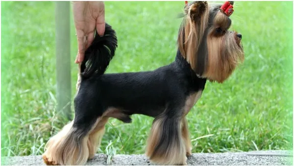 Измеряем рост собаки правильно