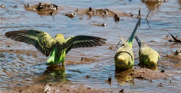 Волнистый попугай (Melopsittacus undulatus)