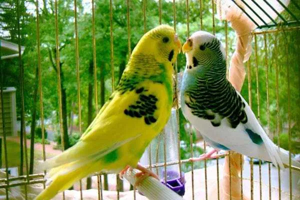 парочка пернатых в клетке