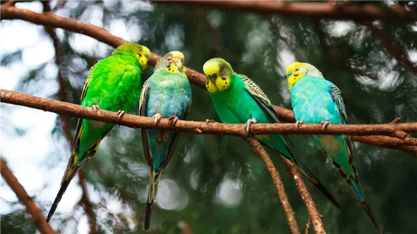 Волнистый попугайчик