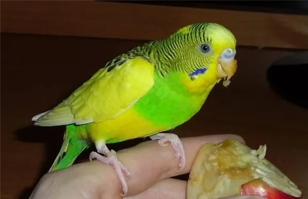 Все о волнистых попугаях. Волнистый попугай фото. 3