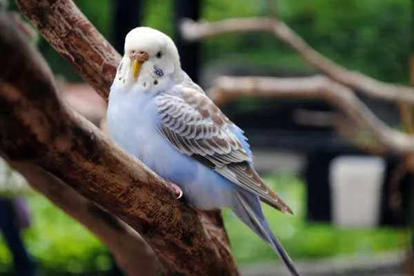 у самок волнистого попугая может застрять яйцо