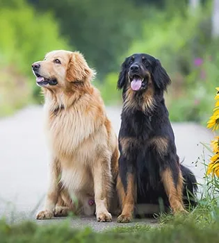 Щенок ховаварта