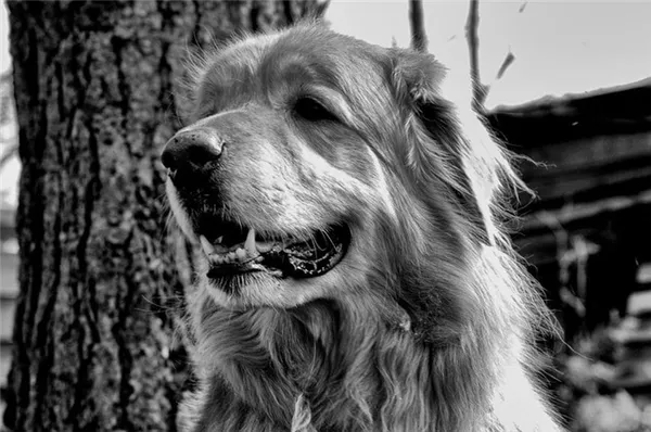 История породы ховаварт