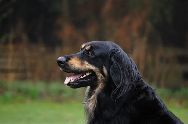 Фотография Ховаварт