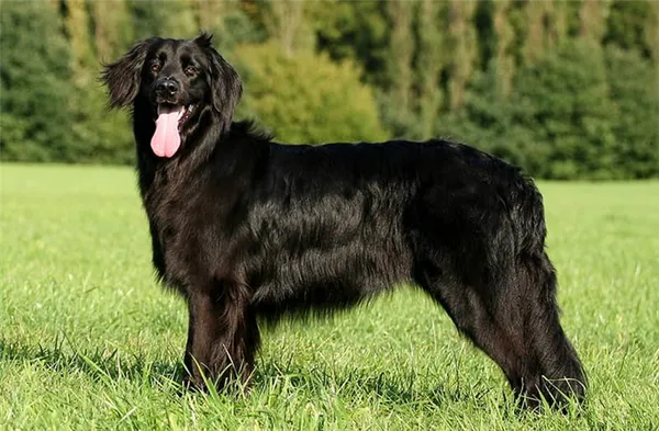 Ховаварт черный