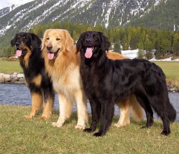 Ховаварт ховаварт порода собак. Ховаварт порода собак. 2