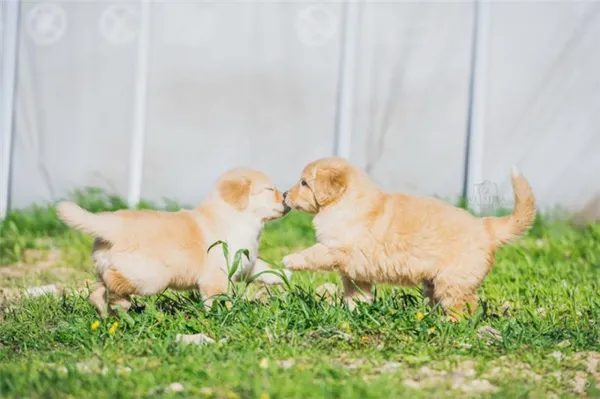 Два щенка породы Ховаварт