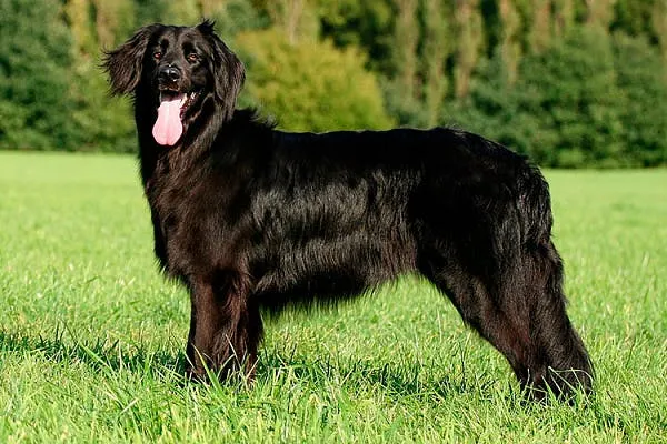 характер породы ховаварт