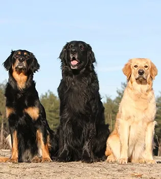 Ховаварт черный с золотистыми подпалинами, черный и палевый