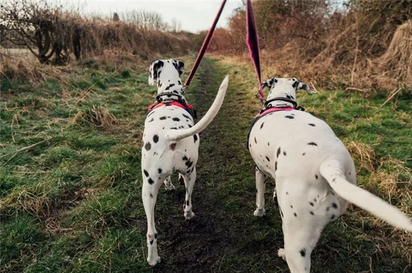 Почему собака виляет хвостом
