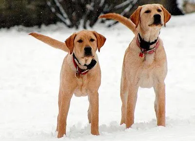 ретриверы зимой виляют хвостом