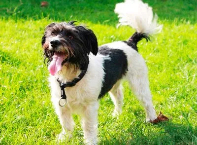 радостный пёс