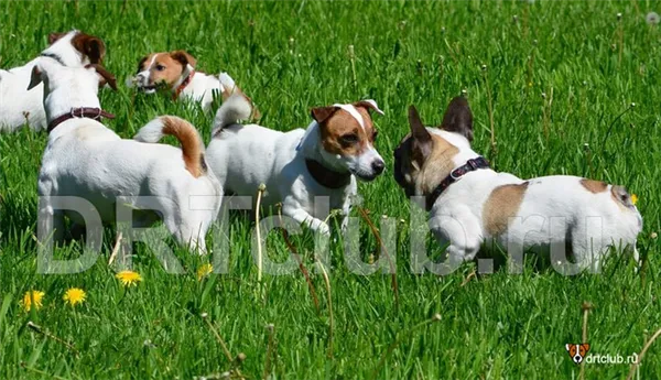 Зачем собакам купируют хвосты