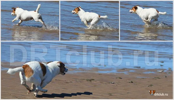 Хвост собаки рычаг управления