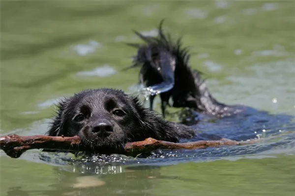Собака плывет 